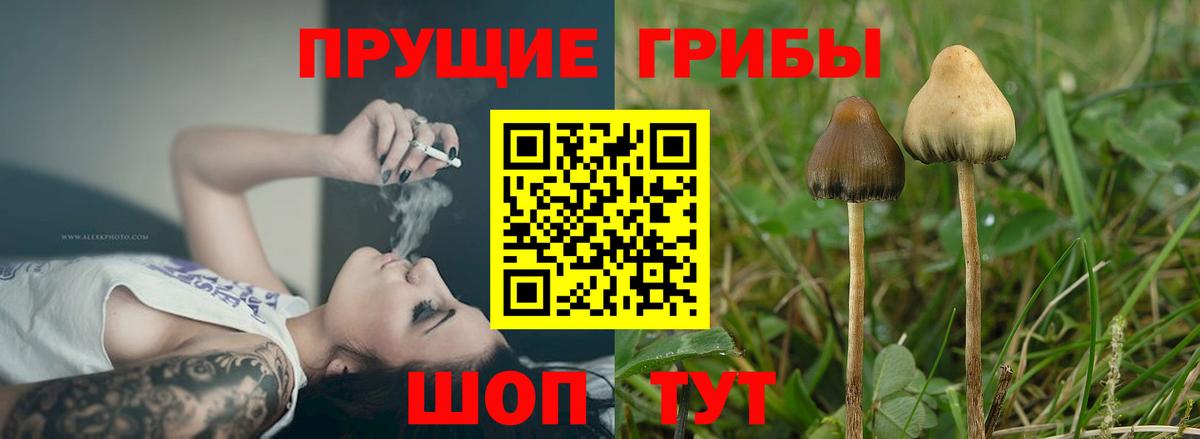 Псилоцибиновые грибы GOLDEN TEACHER  Вход с VPN  Камышлов 